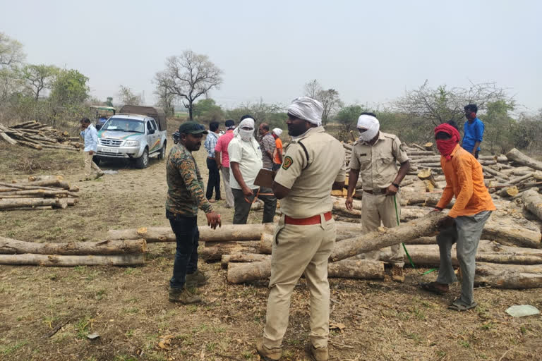 millions of Teak wood have been storedIn the lockdown time