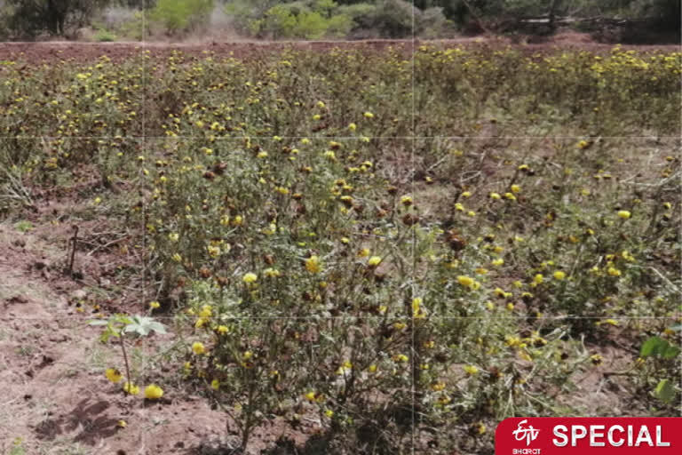 -flower-farmers-of-pudukkottai-