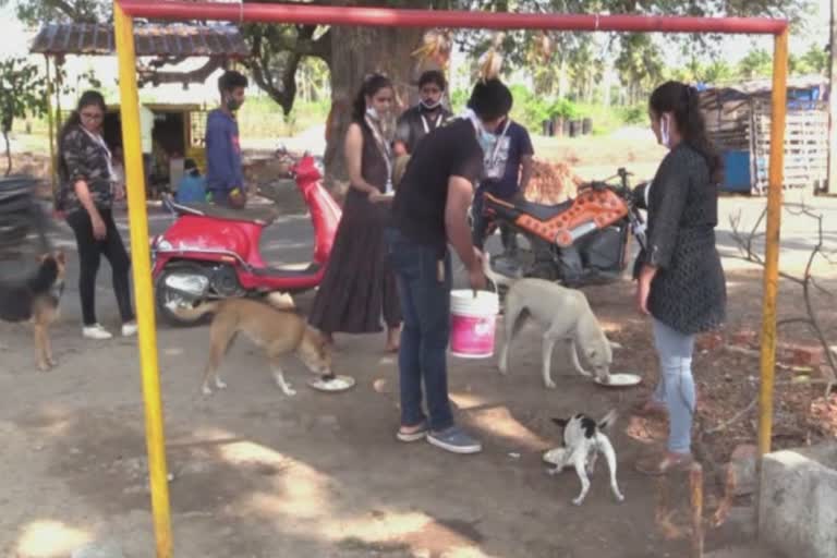 Shimoga's Animal Rescue Club, which provides regular feed to street cattle and bivalves