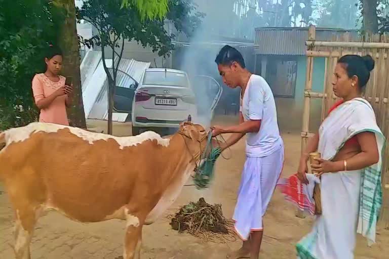 goru bihu celebrated in morigaon