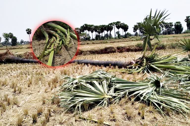 toddy tree cutting in bollepalli and complaint to excise police