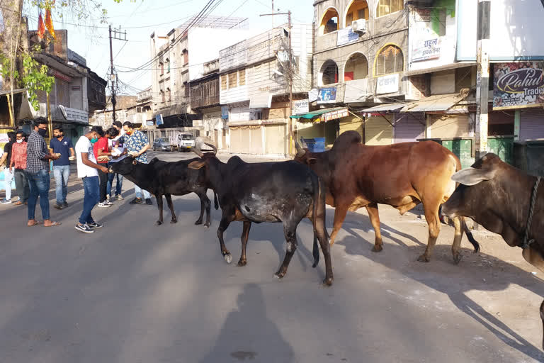 A team of youngsters feeding hundreds of stray animals on the streets in katniA team of youngsters feeding hundreds of stray animals on the streets in katni