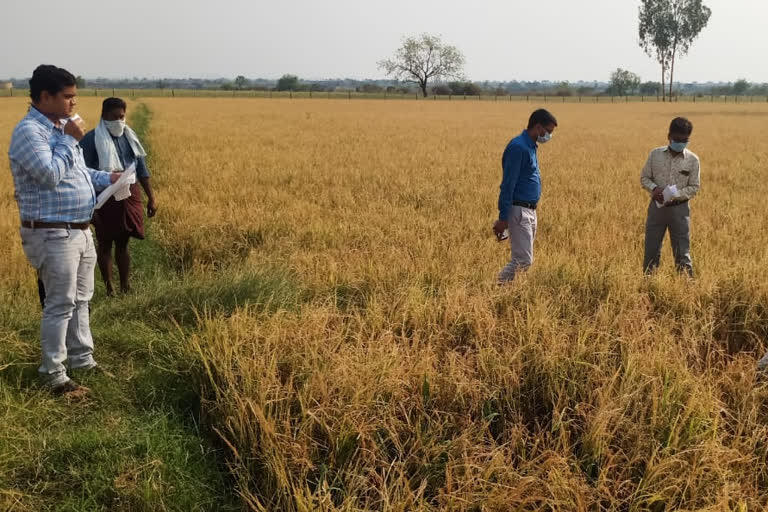 ಬೆಳೆಹಾನಿ ಪ್ರದೇಶಗಳಿಗೆ ಜಿಲ್ಲಾಧಿಕಾರಿ ಭೇಟಿ