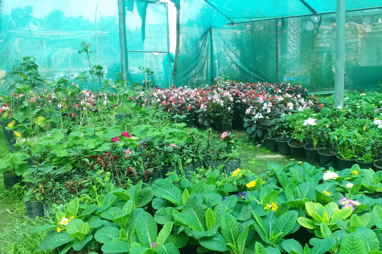 flower traders of himachal pradesh