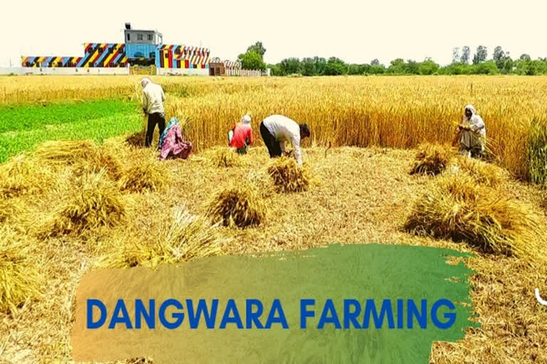 Dangwara farming