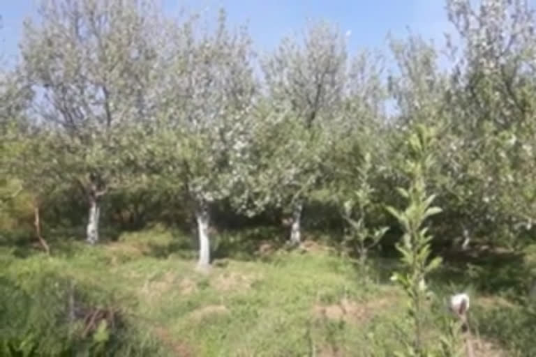 Flowering of apples in Rohru