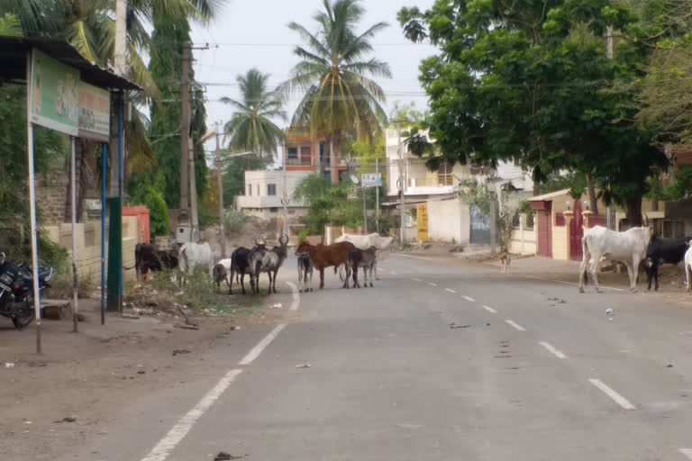 Cows stuck in the sealed down area