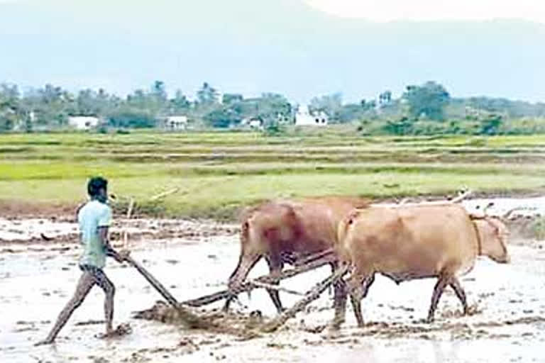 money deposit in farmers account under pm kisan ysr raithu bharosa schemes