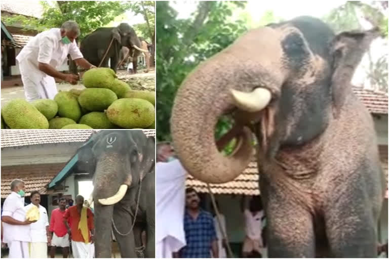 jackfruit treat for guruvayur elephants  ഗുരുവായൂർ ദേവസ്വം  ഗുരുവായൂരിലെ ഗജവീരന്മാർ  പുന്നത്തൂർ കോട്ട ആനത്താവളം  തൃശൂർ കുറുമാൽ കുന്നിലെ ആയുർ ജാക്ക് ഫാം  guruvayur devasom  punathoor elephant rehabilitation centre  kurumalkunnu ayur jack farm  guruvayoor devasom board