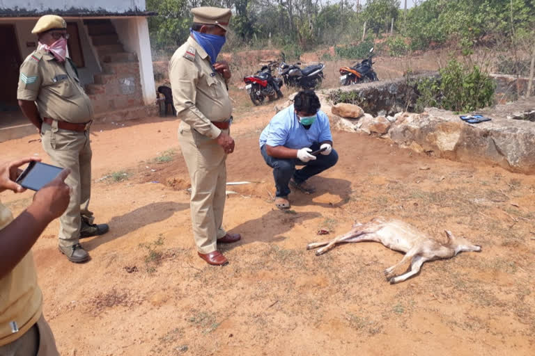 Deer killed in dog attack at aadaru in srikakulam