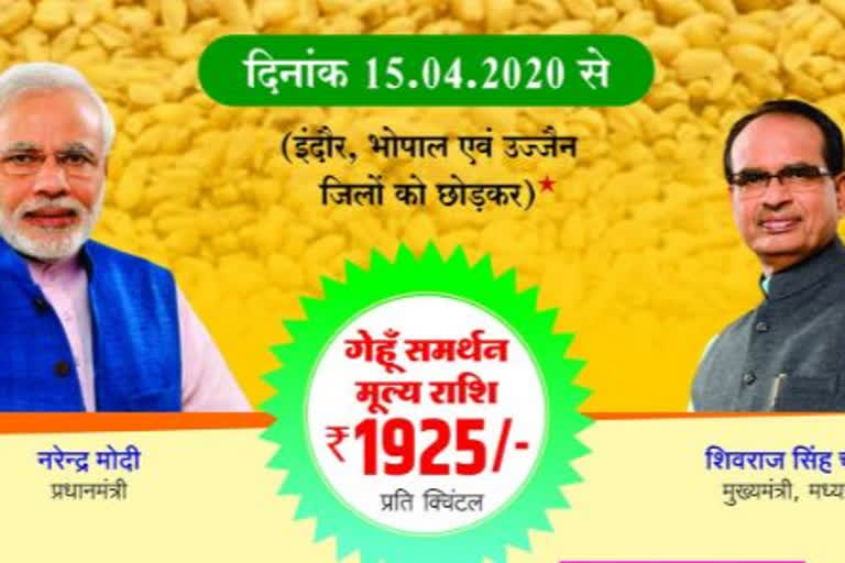 Wheat procurement in  mp will starts from tomorow expect in bhopal, ujjain and indore