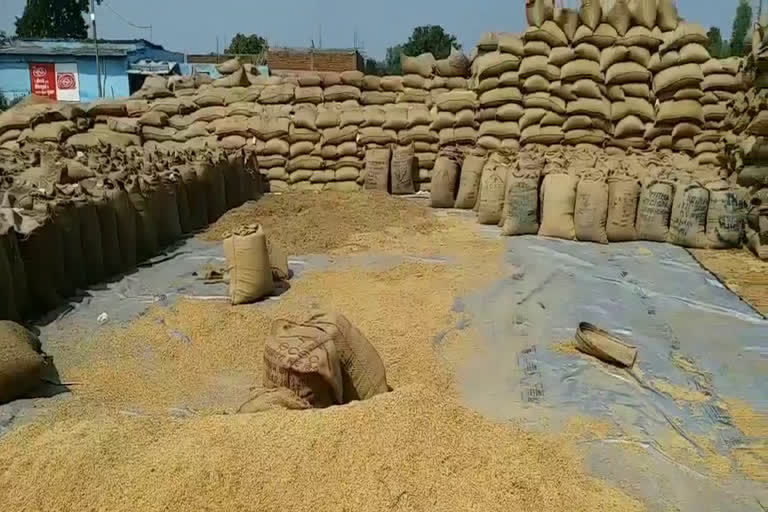 17 lakh people of Jabalpur will get free grain