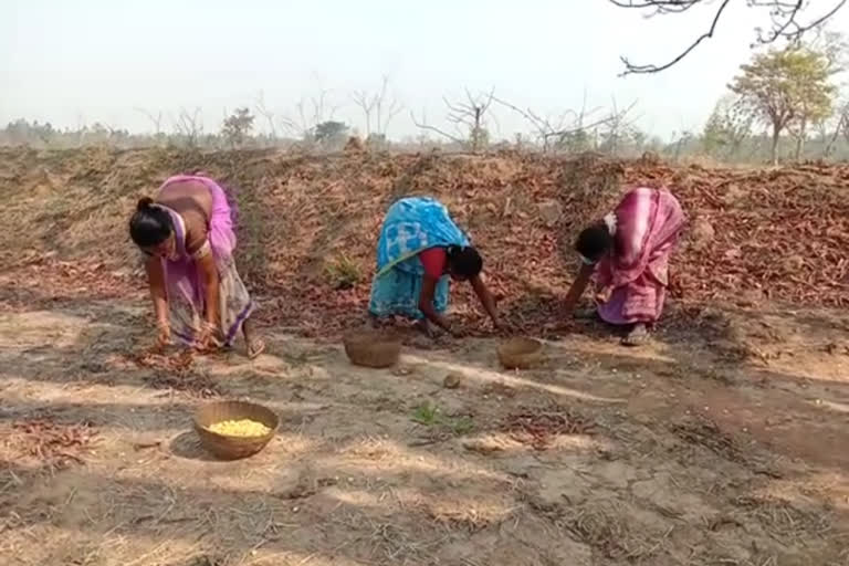 Life crisis due to not buying mahua flower in dhamtari