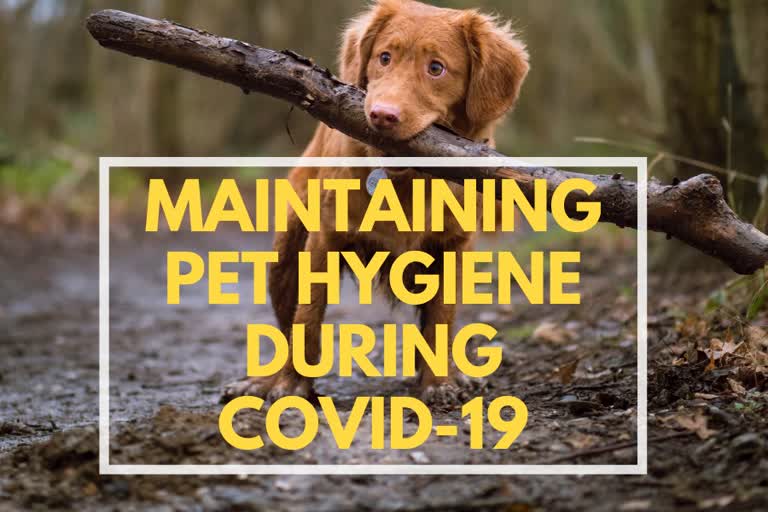 Maintaining pet hygiene during COVID-19