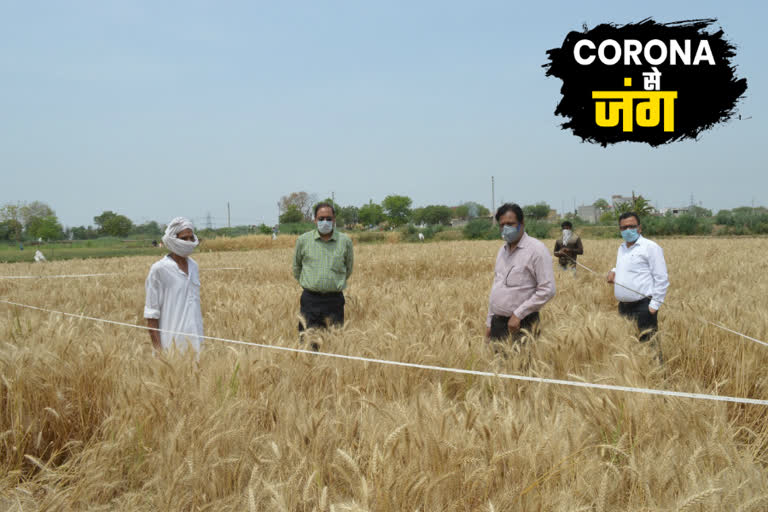 harvesting during corona pandemic