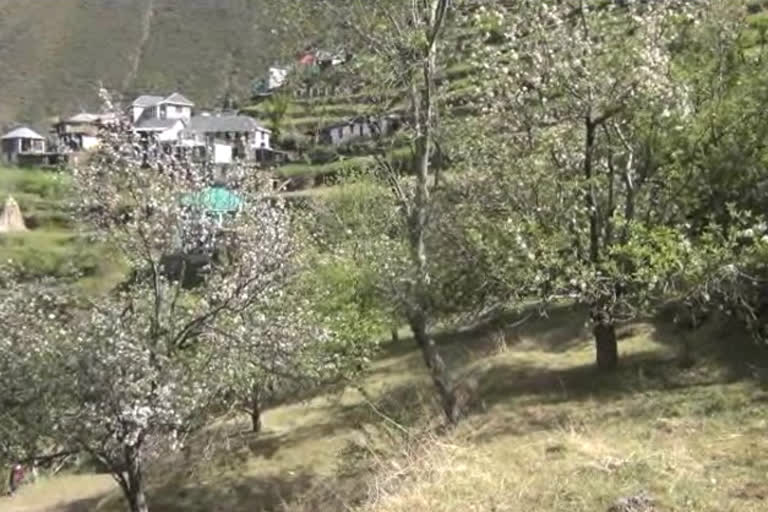 Flowering started in apple orchards