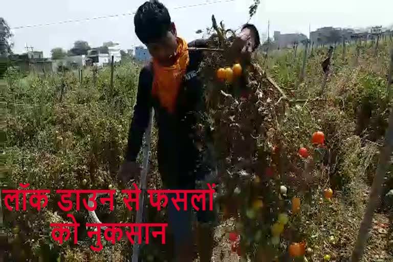 Farmers throwing vegetables