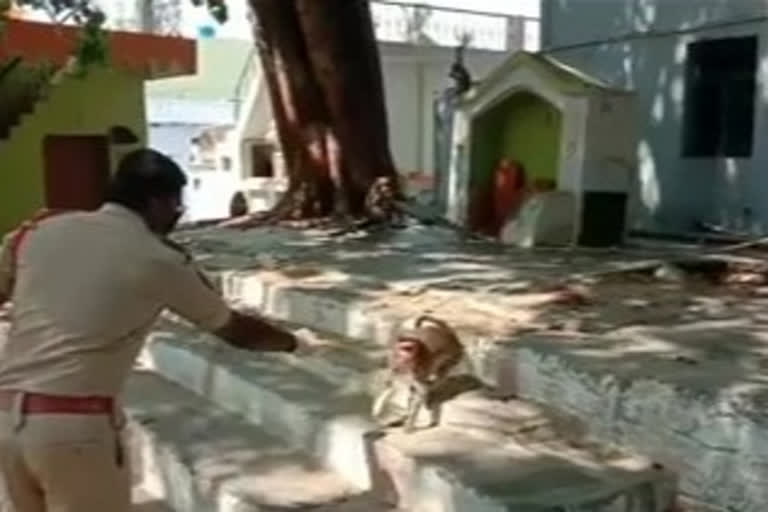 police gave bananas to monkeys in anantapur dst