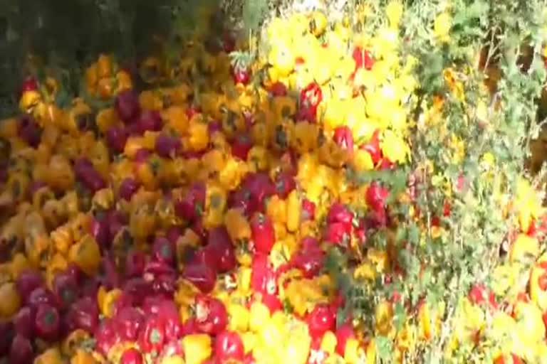 Vegetables getting ruined in the fields due to lockdown in karnal