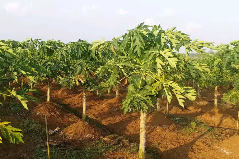 Fruit crop loss in sirasi