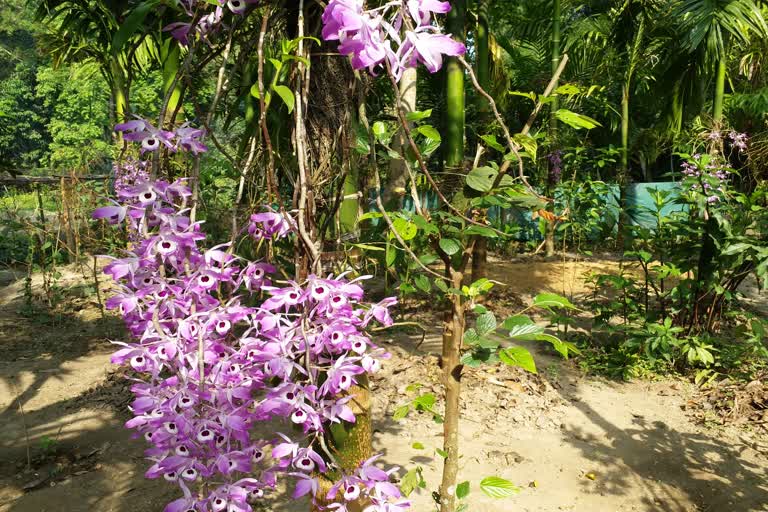 ASSAM DHEMAJI BOHAG BIHU ORCHID SPECIAL STORY