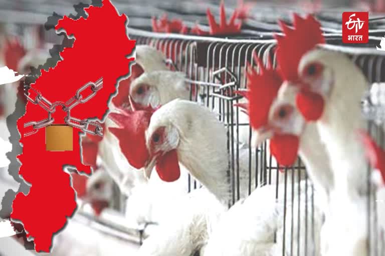 condition of poultry farm in lockdown