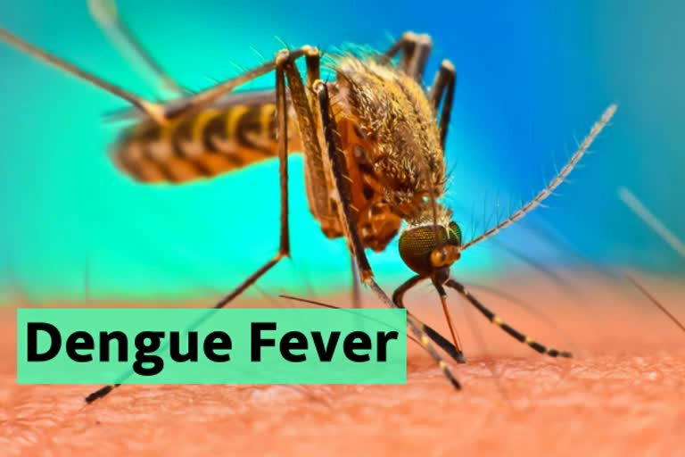 dengue-fever