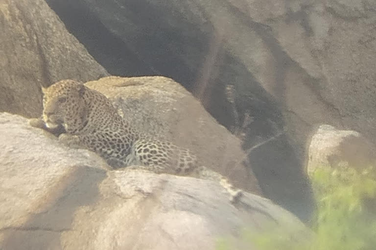 Leopard appearing in Tandenapura