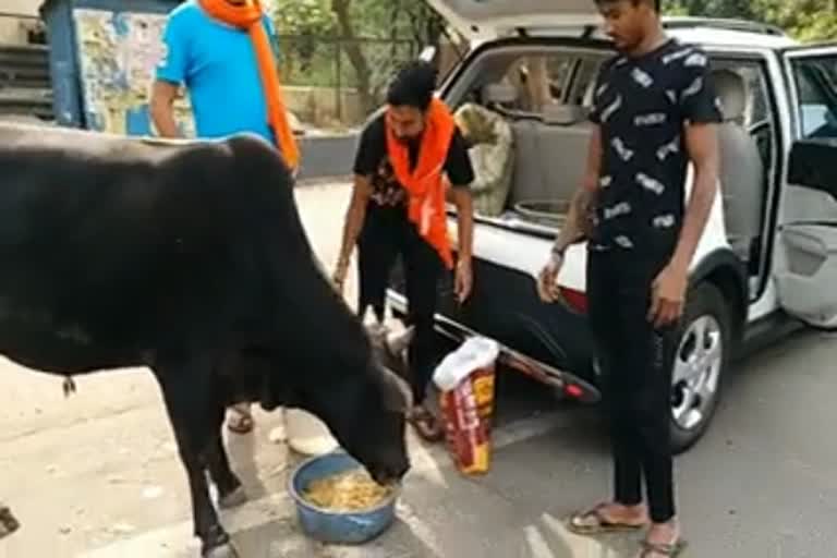 Gau Raksha Dal