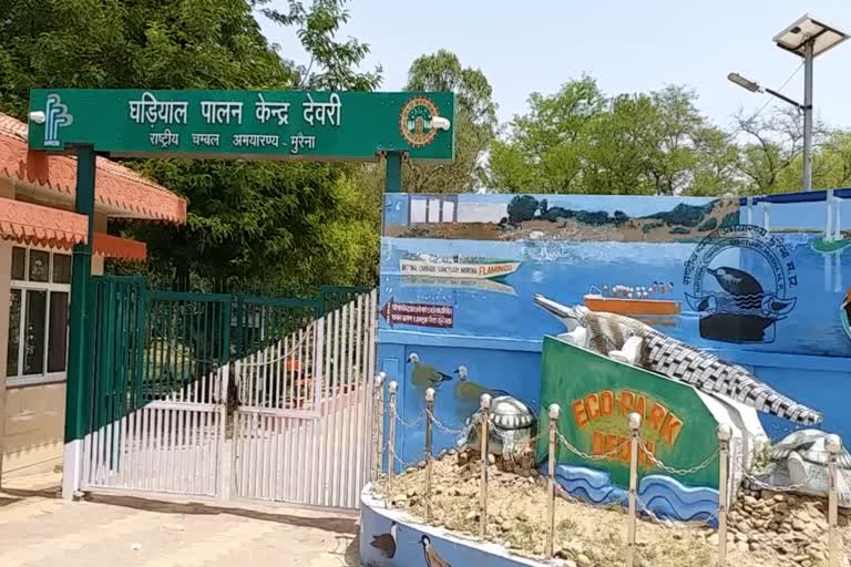 devri alligator center