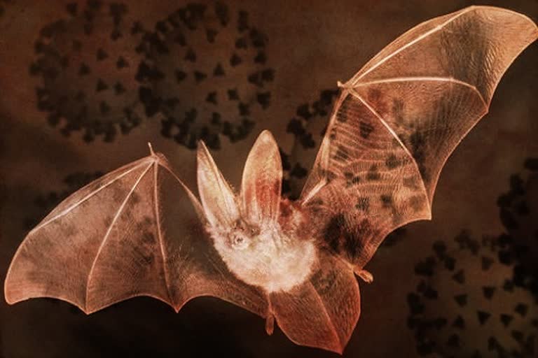 Coronavirus might have originated due to mutation in bats.