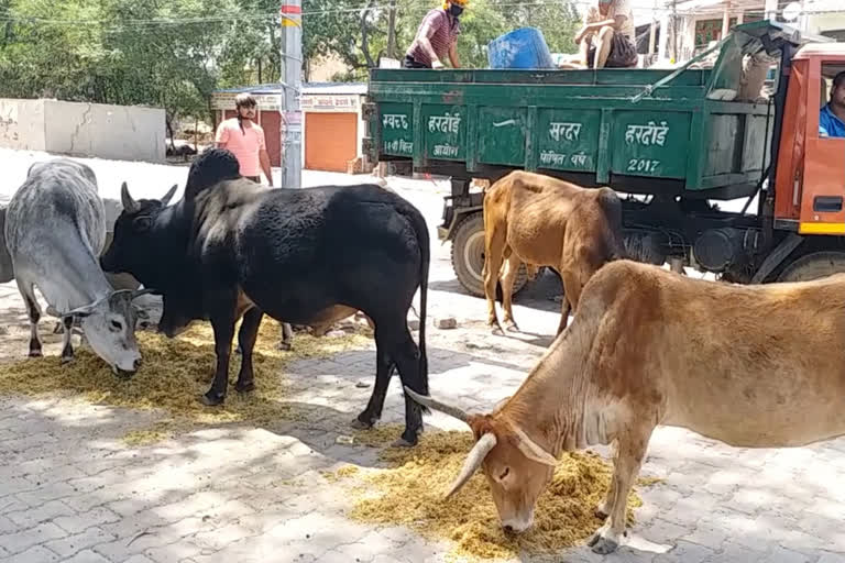 मूक पशुओं का सहारा बना ईटीवी भारत