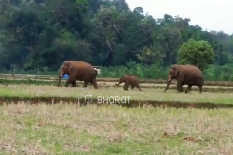 Elephants problem in the Mathsagar village