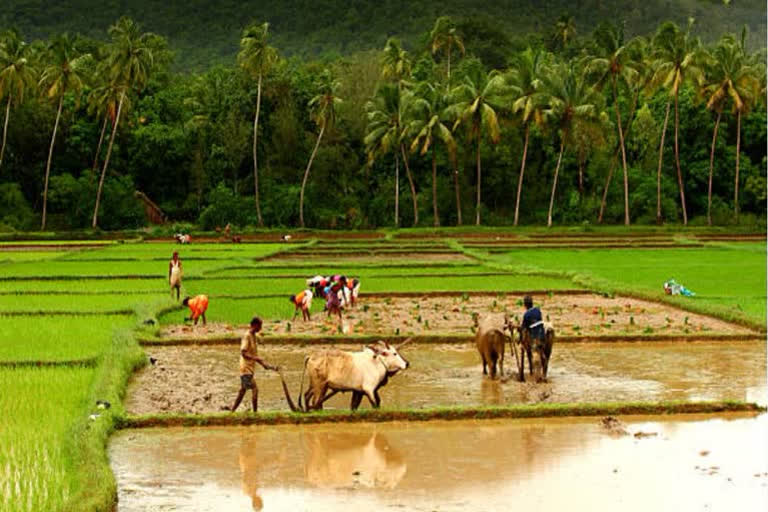 Despite MHA provide relief to agriculture sector, still farmers are facing hardships