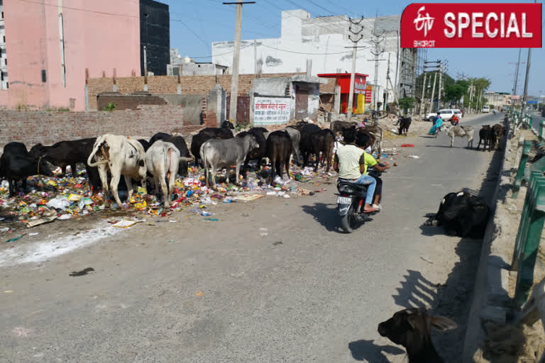 garbage dumped on road