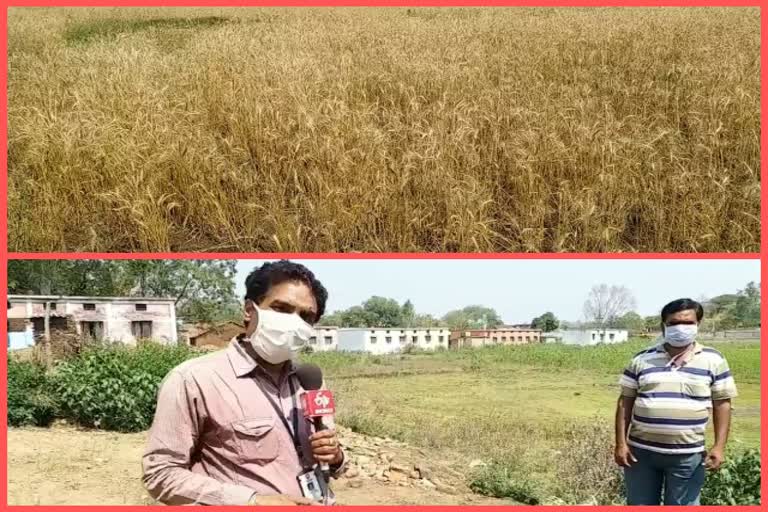 Farmers upset due to crop failure