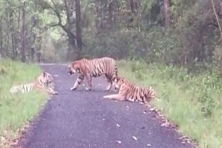 The tigers went out on the road in Balaghat