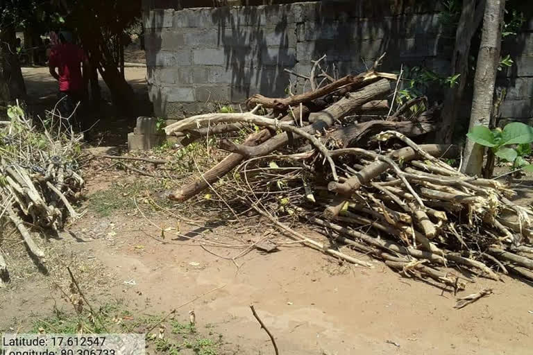 FORESTS CUT DOWNING IN LOCK DOWN TIME