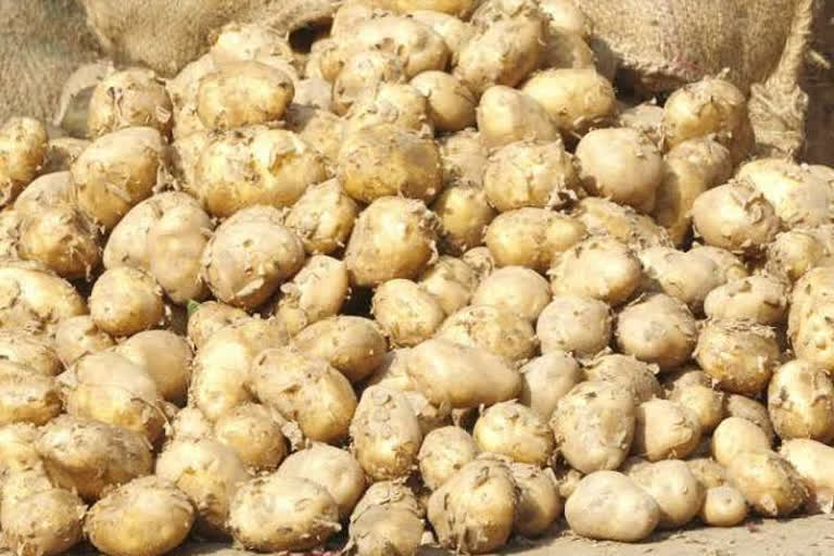 Una farmers forced to put potatoes in the fields under the open sky