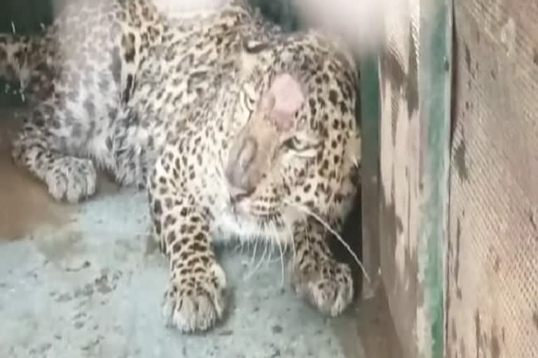 Leopard caught in Khetiya forest range