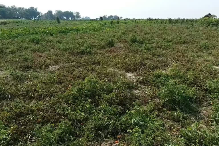 No buyers of green vegetables are available in Sahibganj