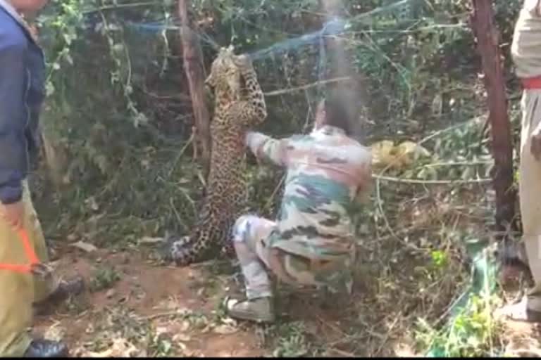 Cheetah trapped in tea plantation rescued by forest officers