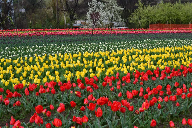 Kashmir's Tulip Garden