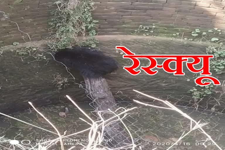 rescue bear childs life saved in surguja