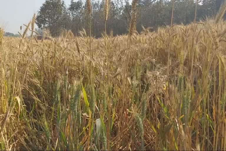 लाॅकडाउन के मद्देनजर गेहूं क्रय केन्द्रों में लागू होगी ऑनलाइन टोकन व्यवस्था.