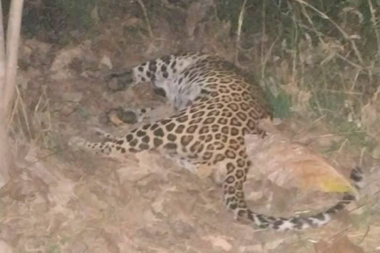 Leopard killed in Kasulabad forest