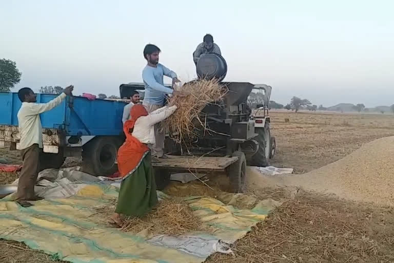 अलवर अनाज मंडी में खरीद शुरु, अलवर में जींस की खरीदी, Purchase of Commodities in Alwar, Purchasein Alwar Grain Market