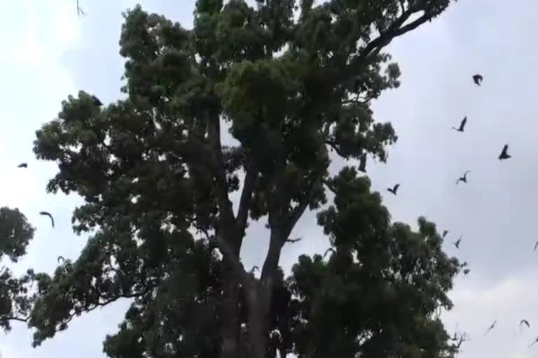 Bat inhabited in Bakia village, Rewa