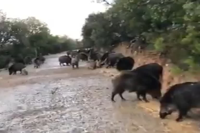 Lockdown Effect ... Increased wild boar Substance in Chamarajanagar district