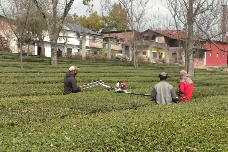 KANGRA TEA PRODUCTION EFFECTED DUE TO CORONAVIRUS